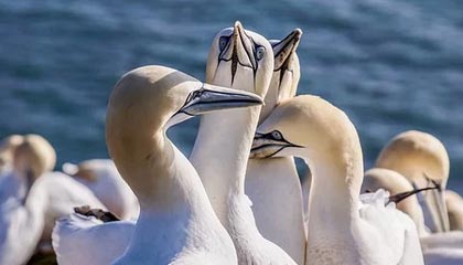 波黑为何淘汰意大利?前德甲金靴巴巴雷茨比意大利主帅更睿智丨记者观察