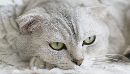 波黑为何淘汰意大利？前德甲金靴巴巴雷茨比意大利主帅更睿智丨记者观察