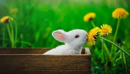 波黑为何淘汰意大利？前德甲金靴巴巴雷茨比意大利主帅更睿智丨记者观察